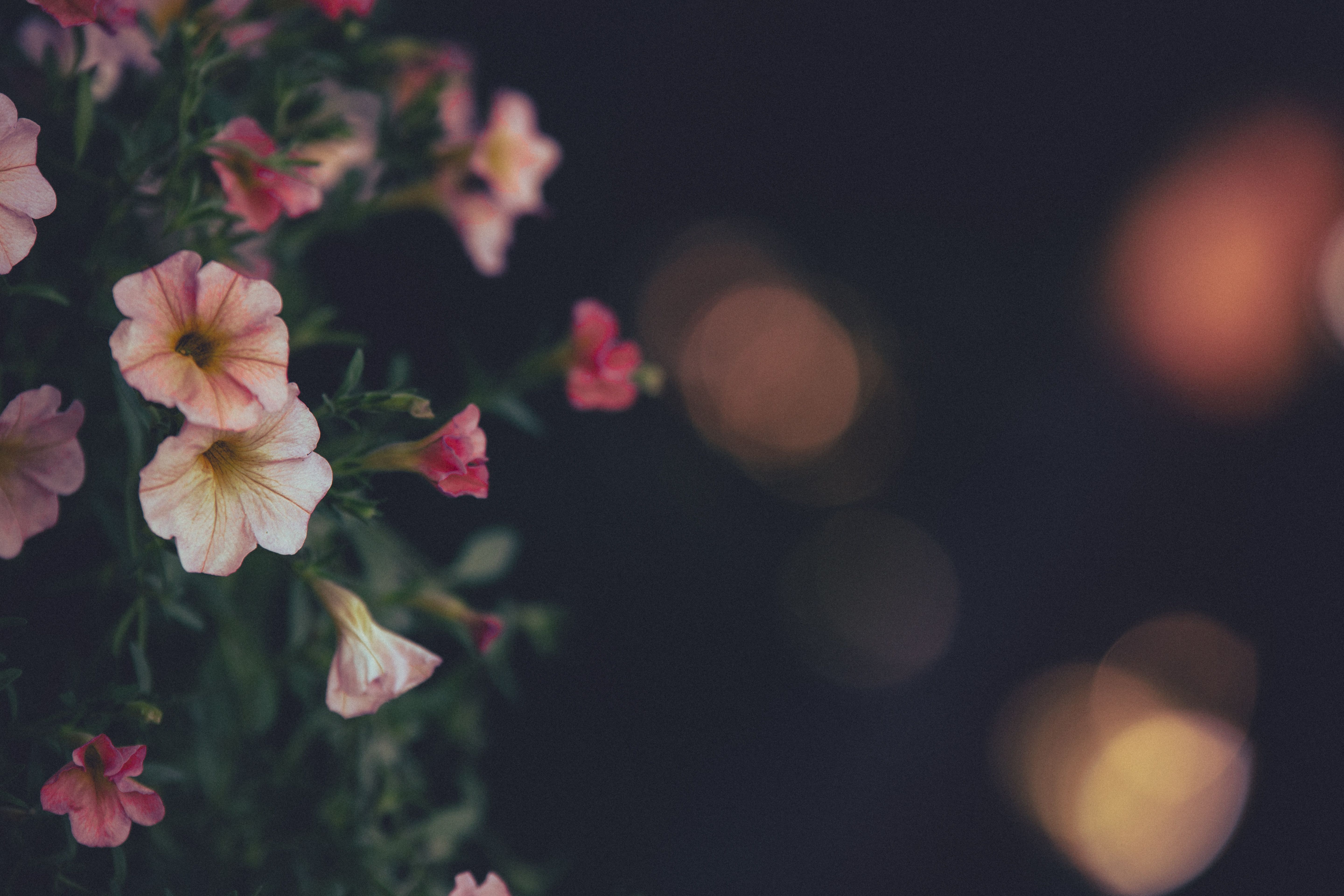 Pale flowers glowing at the edge of a dark, softly blurred border